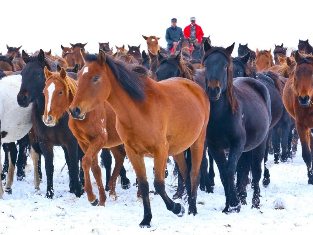 Foto: Maior Fazenda de Cavalos do Mundo